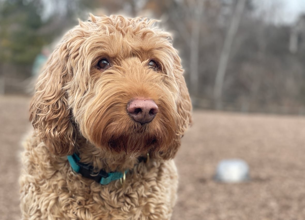 shot of cute dog at Toronto dog park