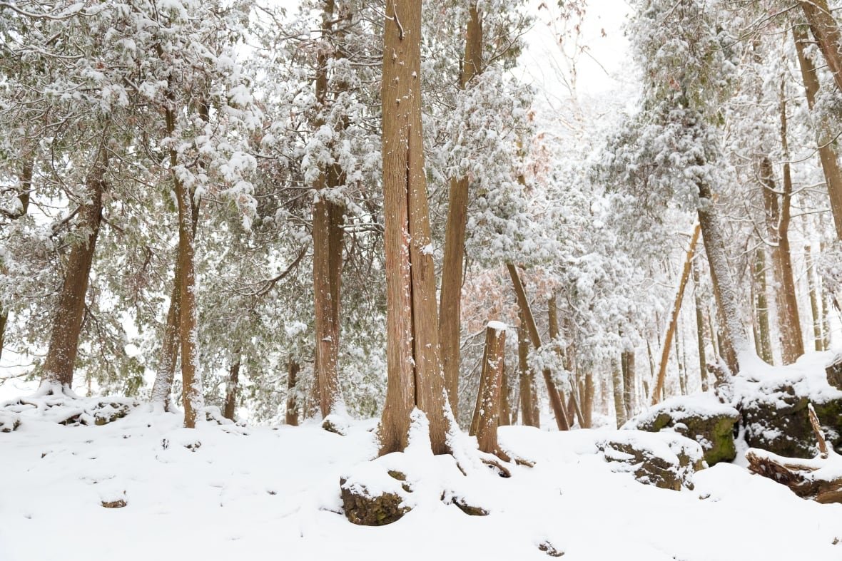 A snowy forest.