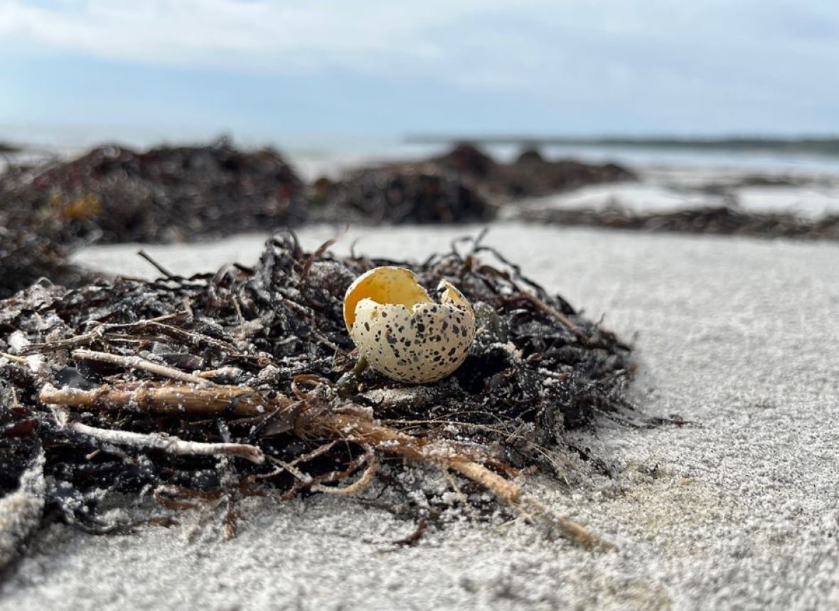 Freshly cracked plover egg