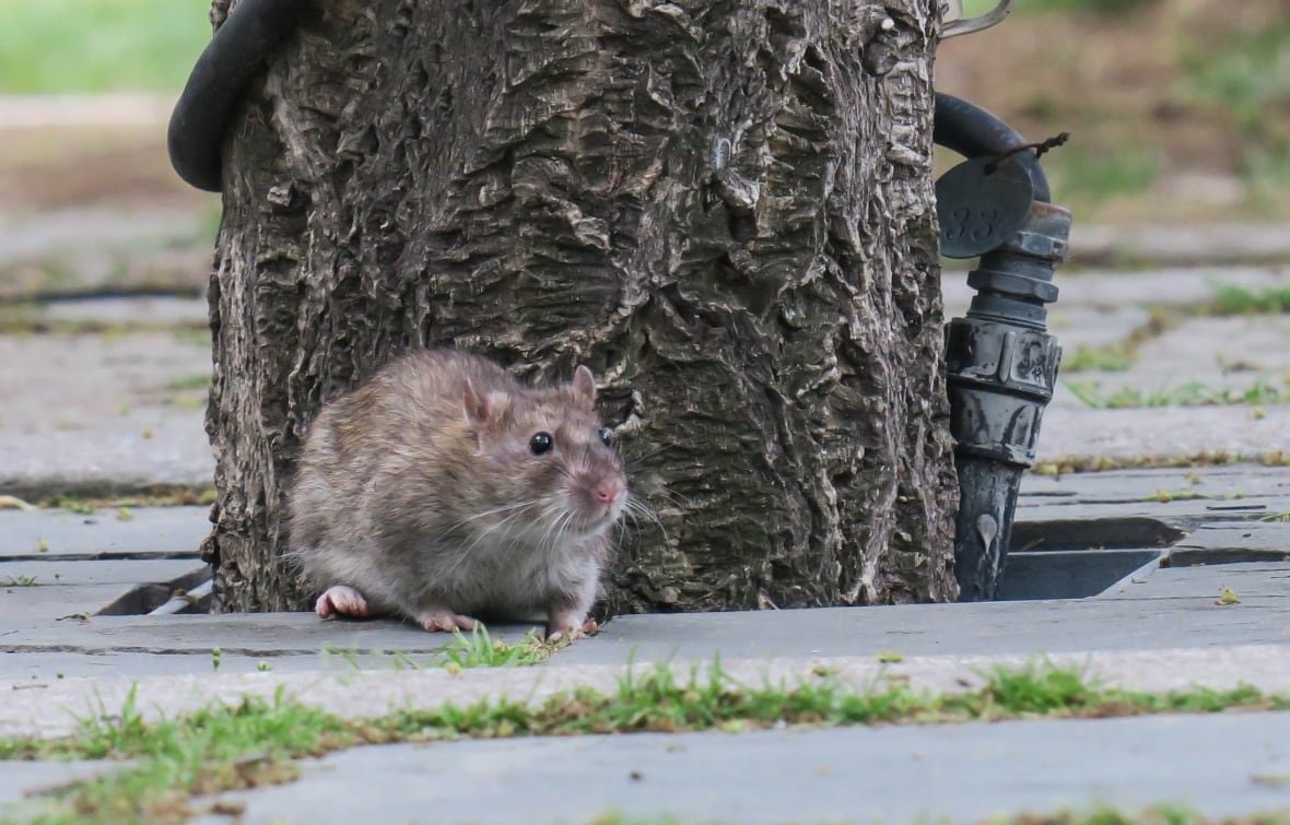 rat-in-downtown-toronto A brown rat walks along a sidewalk near a tree in downtown Toronto.