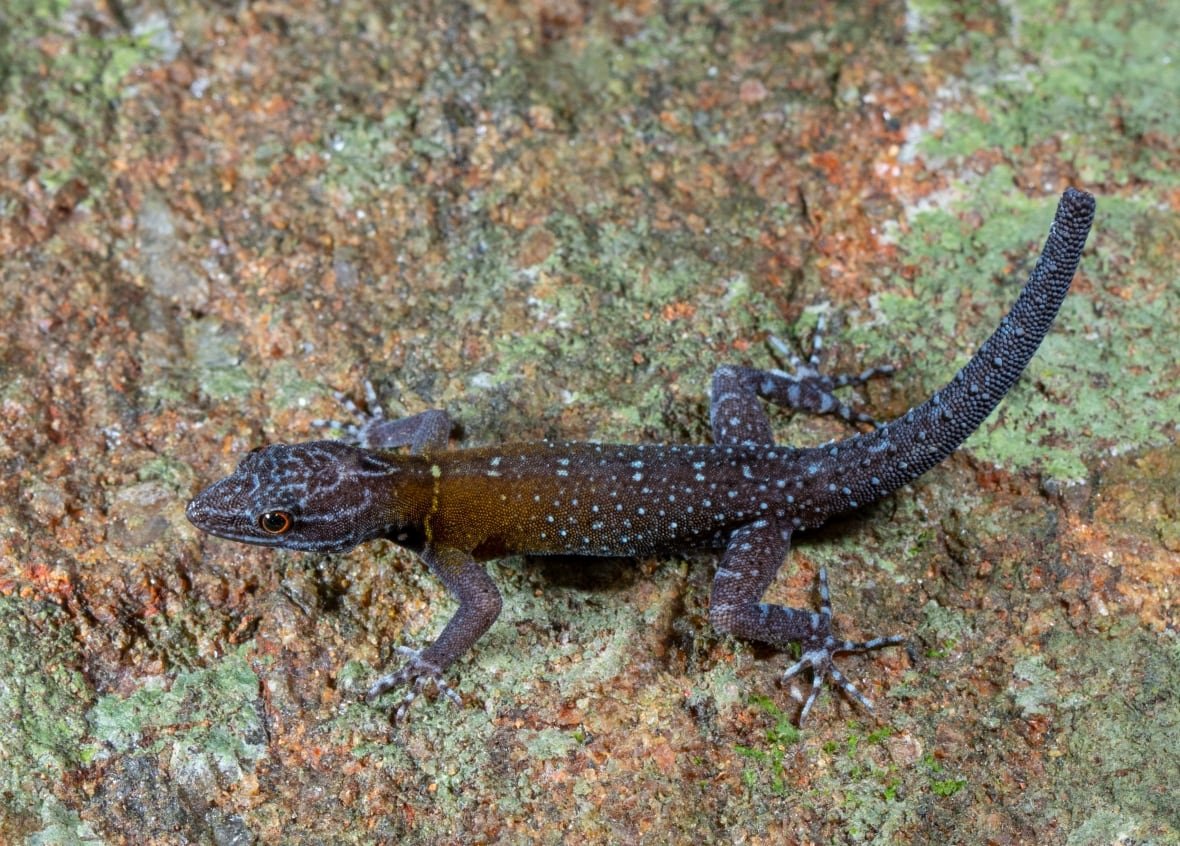 Blue lizard seen from above