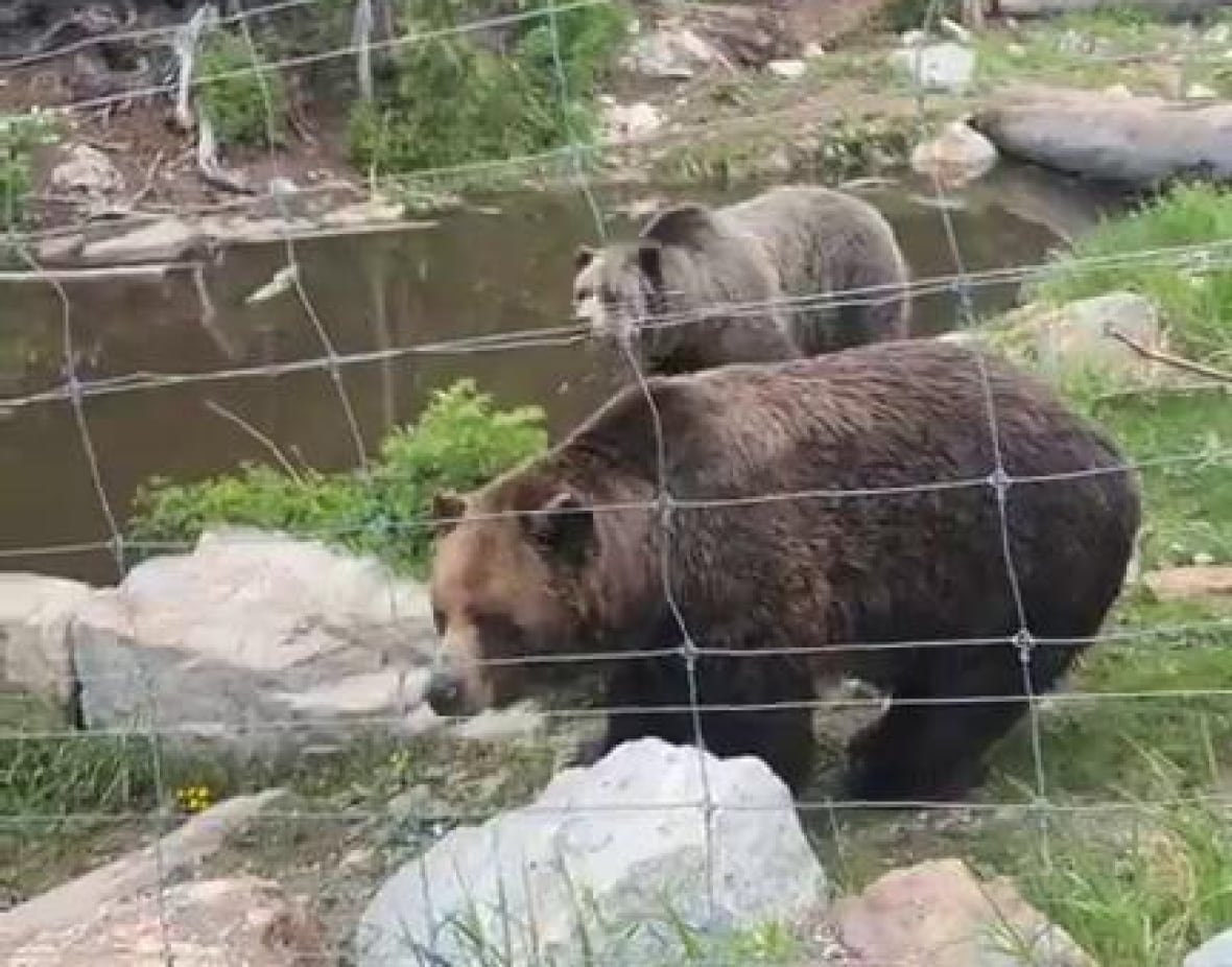 bears-video Two bears are seen behind fencing in an alpine environment.