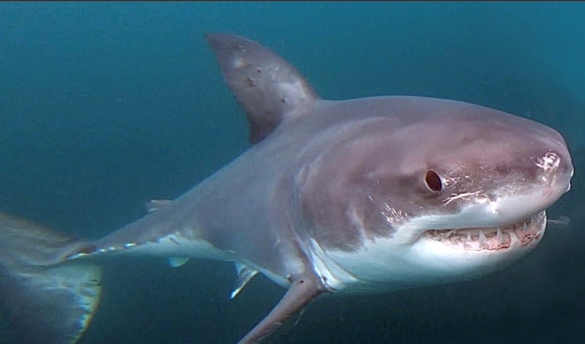 great-white-shark One of the first underwater pictures taken by a diver of a great white shark in Canadian waters.
