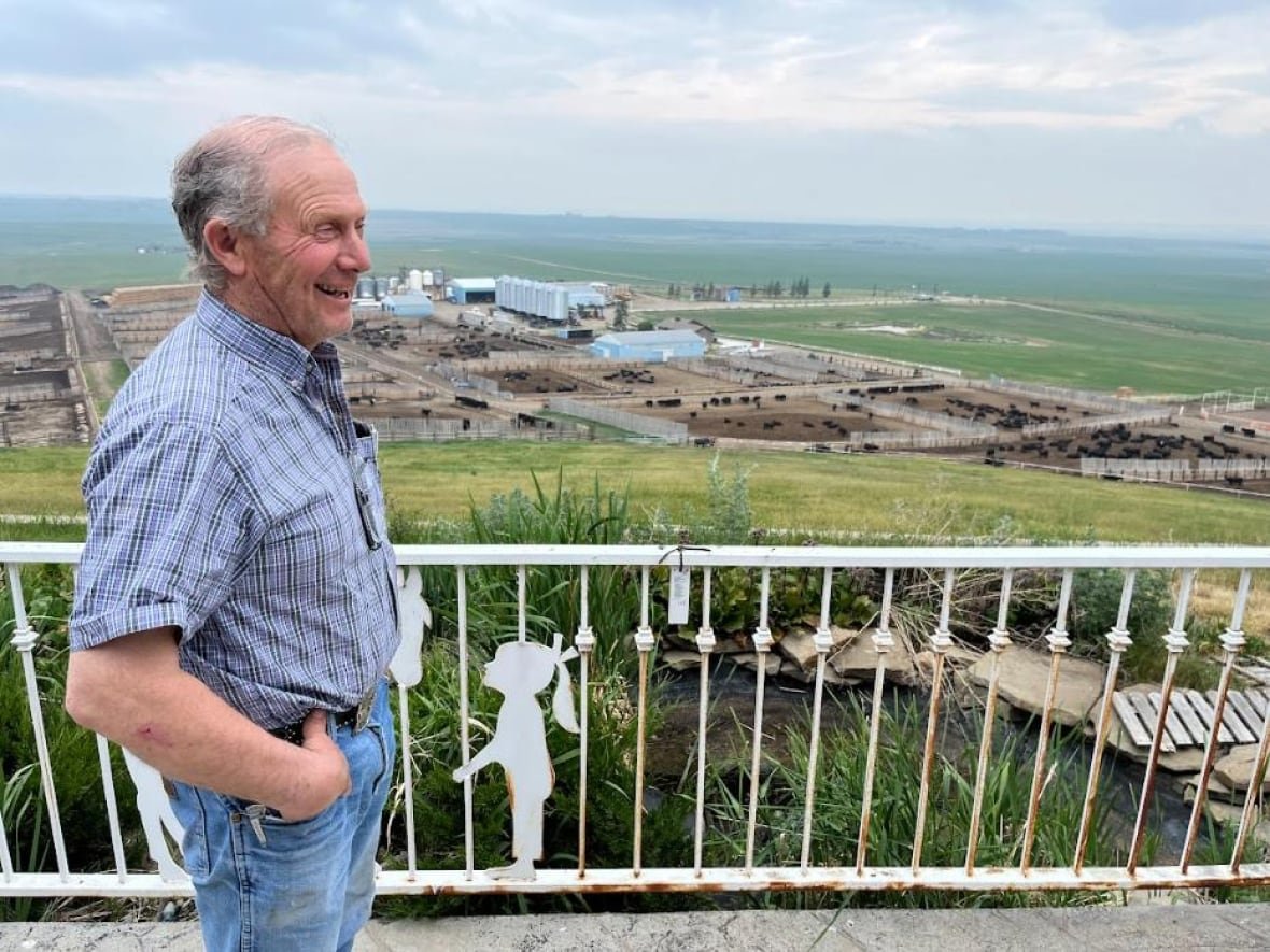 harold-bayes-three-hills-feedlot-owner a man laughs in profile, with his cattle feedlot in the background