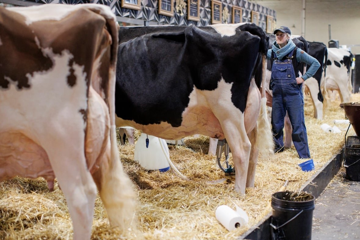 100th-royal-agri-winter-fair A cowhand tends to dairy cattle