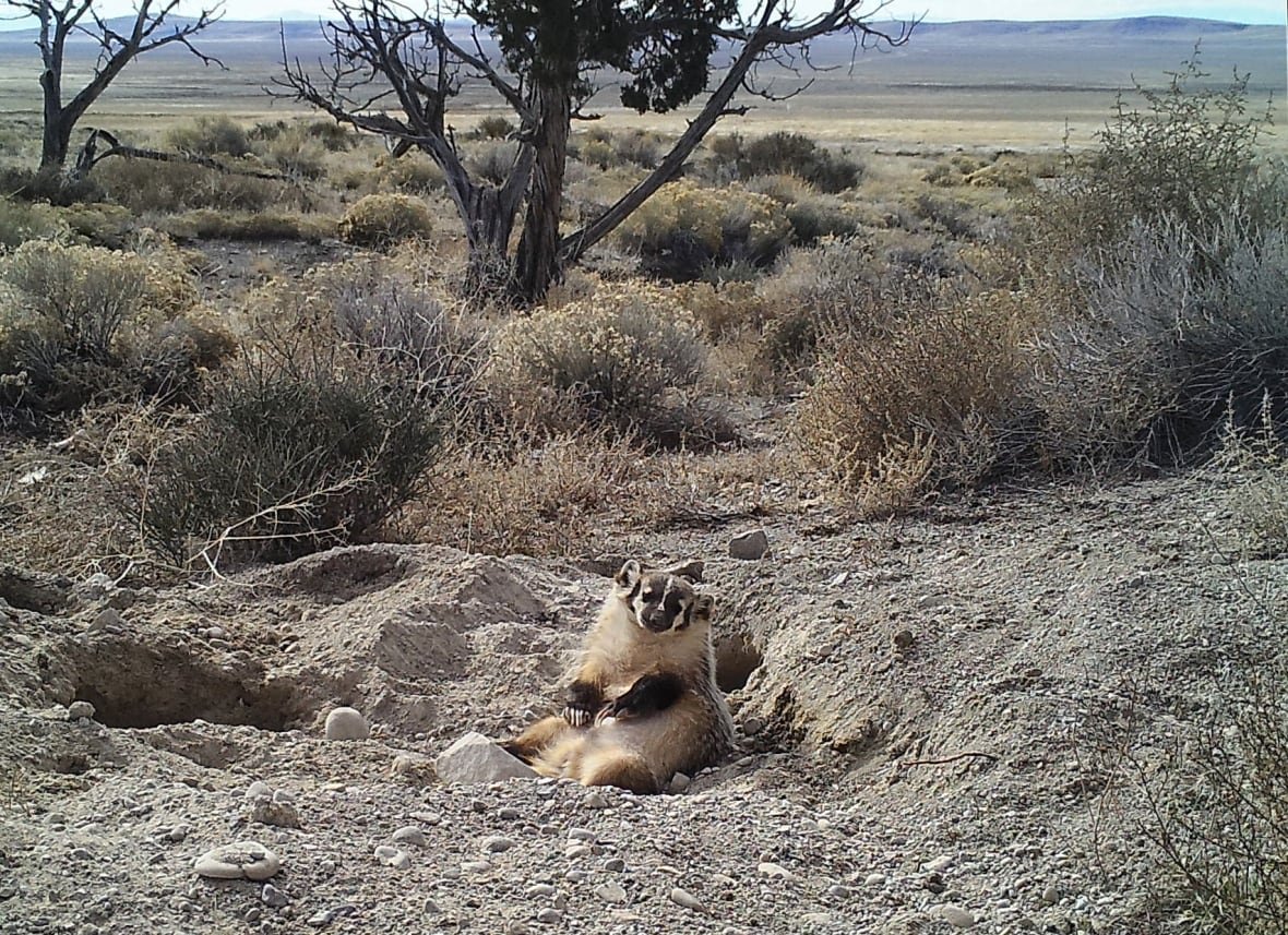 an-american-badger A plump, furry creature with a fat black-and-white striped face sits in dirt with its legs splayed out in front.