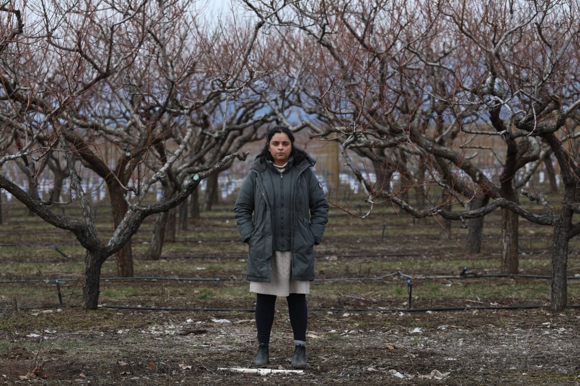bitter-harvest-stone-fruit-20240312 A woman stands in an orchard of barren trees with overcast skies.