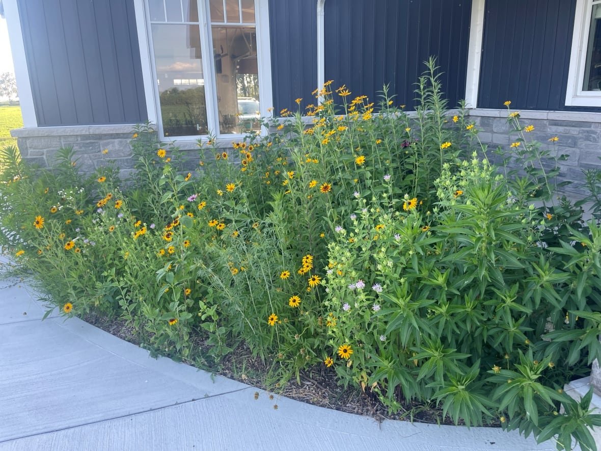 pollinator-garden Garden with lots of tall yellow and purple flowers