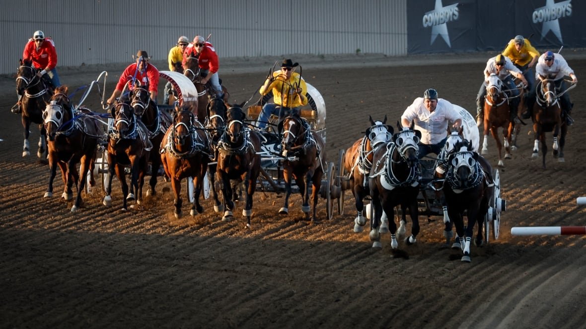 stampede-animal-welfare Chuckwagon race.