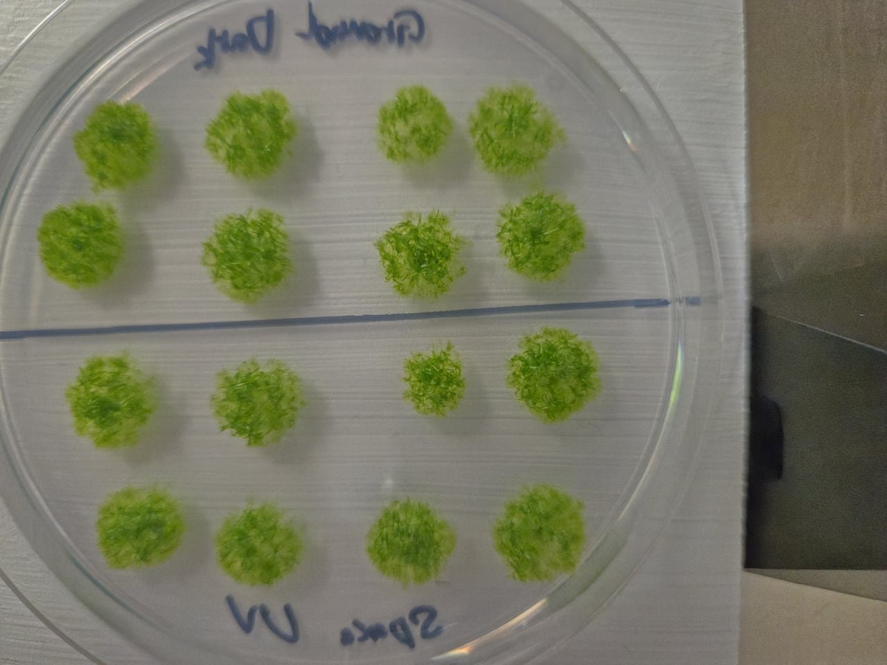 default-861 A petri dish containing green moss samples.