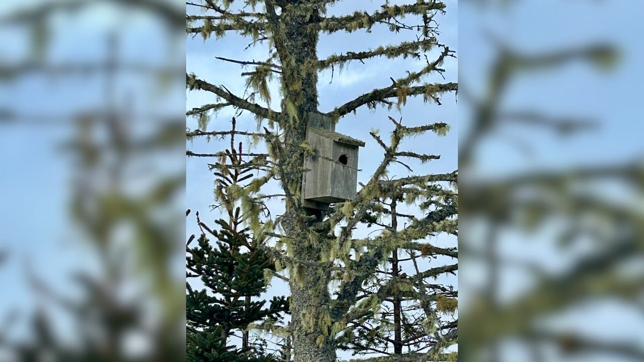 A bird house on a tree