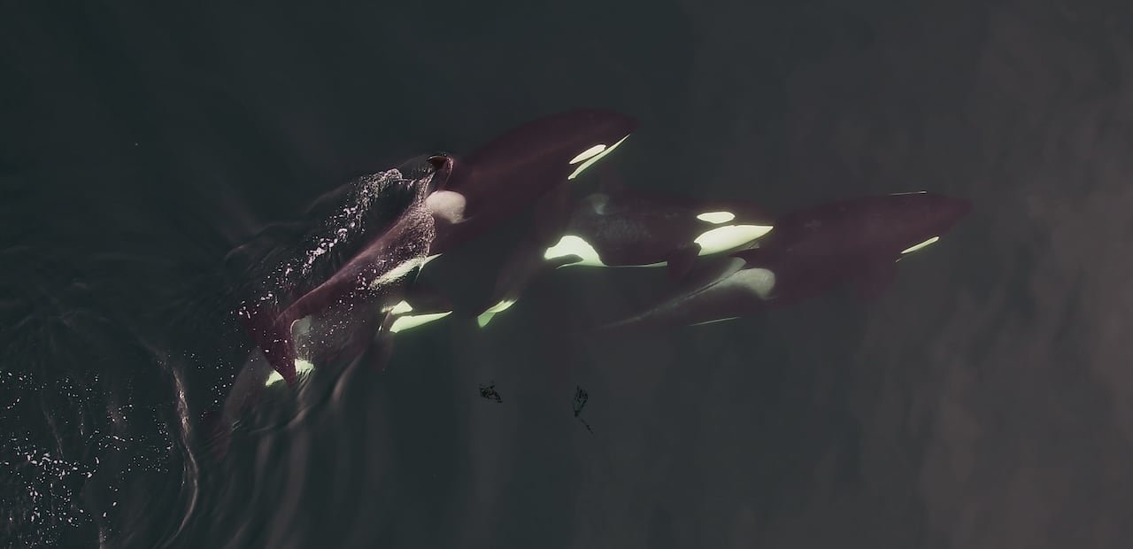 default-90 The black and white bodies of killer whales near the surface of the water, seen from above.
