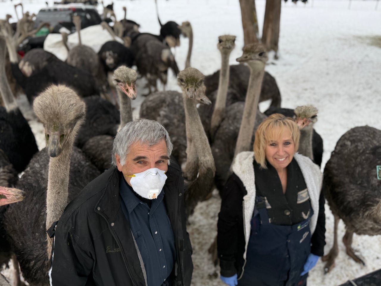 Two individuals wearing masks standing with ostriches.