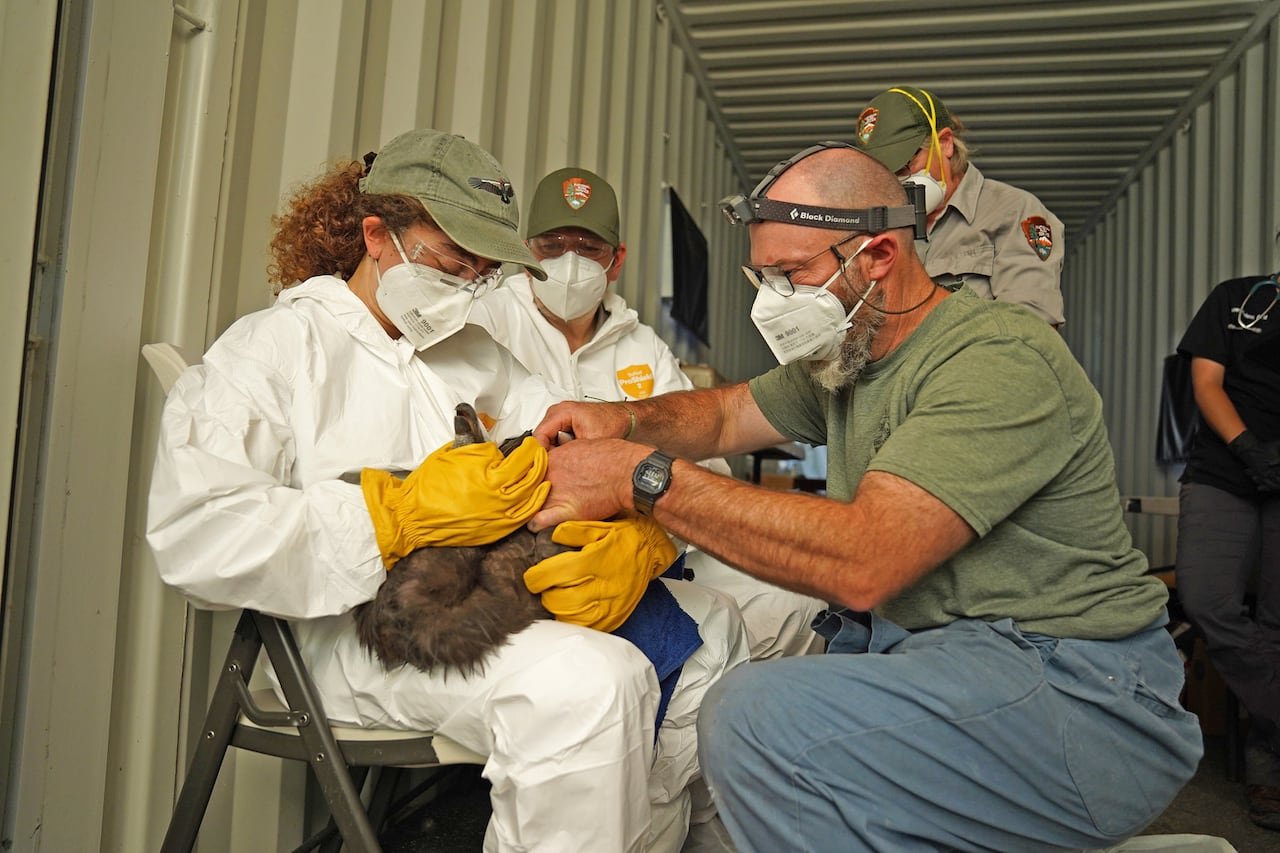 A man in a mask tending to a bird held by a woman in her lap.