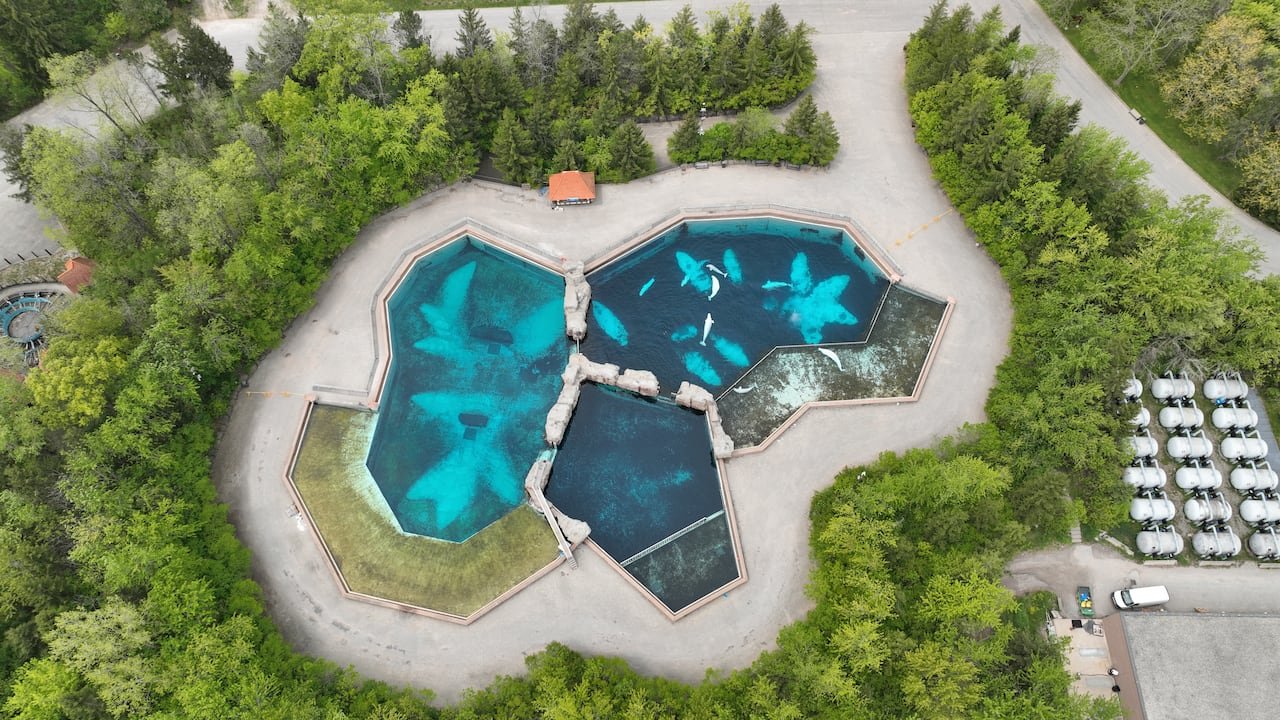 default-324 A drone view of three large outdoor pools, surrounded by concrete and green trees. Dolphins or beluga whales can be seen swimming in the pools.